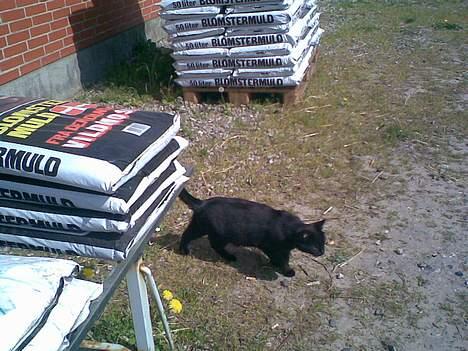 Huskat ¤Trunte¤ billede 2