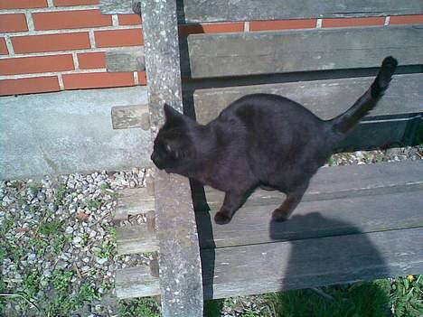 Huskat ¤Trunte¤ billede 3