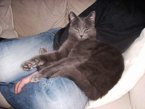 Huskat Felix - Livet er skønt når man kan putte hos nogen man holder af:)). billede 16