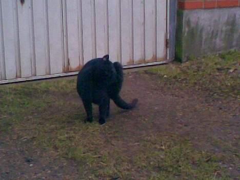 Huskat ¤Trunte¤ billede 4