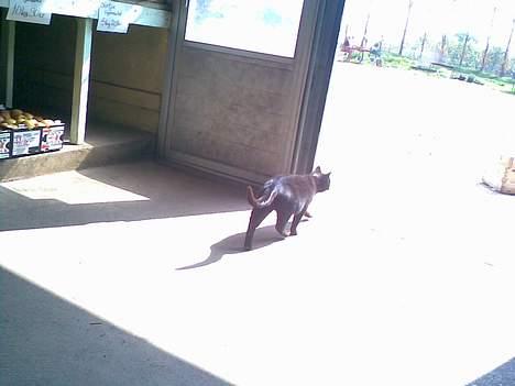 Huskat ¤Trunte¤ billede 5