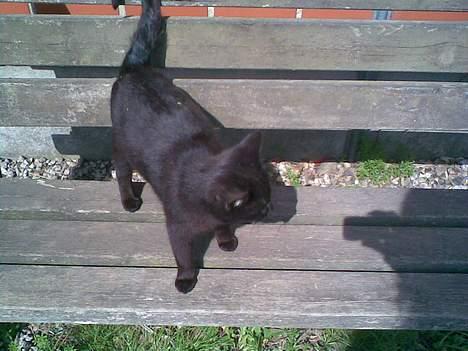 Huskat ¤Trunte¤ billede 6