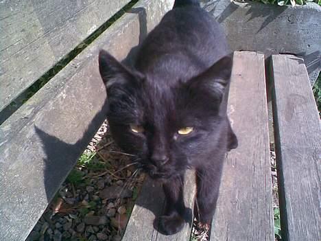 Huskat ¤Trunte¤ billede 7