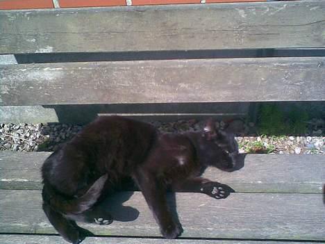 Huskat ¤Trunte¤ billede 8