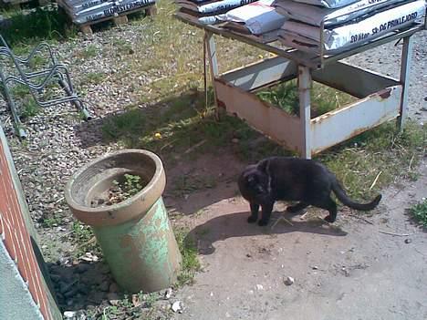 Huskat ¤Trunte¤ billede 9