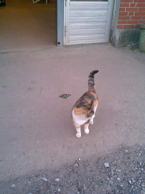 Huskat ¤Lille Mis¤ billede 7