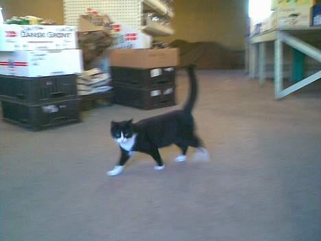 Huskat ¤Piv¤ billede 7