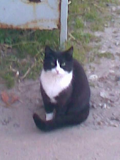 Huskat ¤Piv¤ billede 8