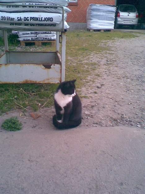 Huskat ¤Piv¤ billede 9