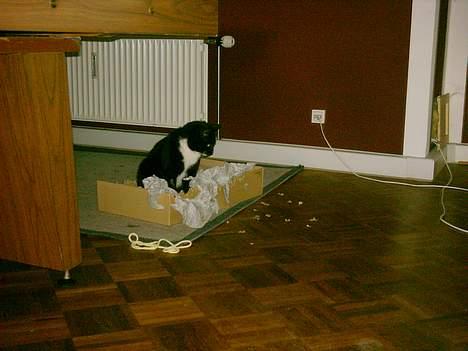 Huskat Louie billede 19