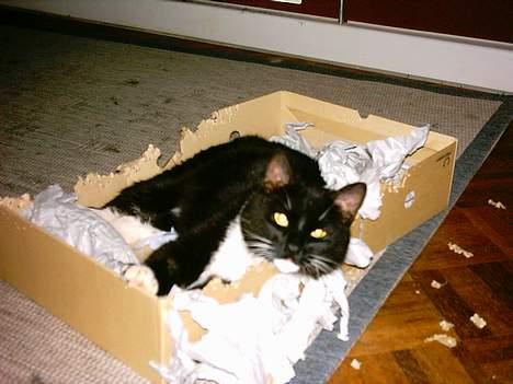 Huskat Louie billede 20