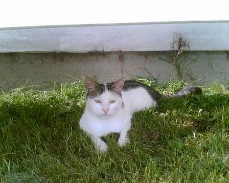 Huskat Patrol - Her kan han ligge uden at blive forstyrret...  billede 1