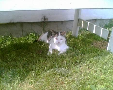 Huskat Patrol - Hans lille ynglings sted at ligge om sommeren billede 2