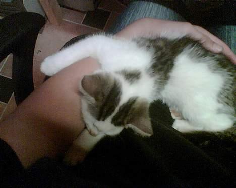 Huskat Patrol - Da han var lidt mindre... (4mdr. ca) billede 3