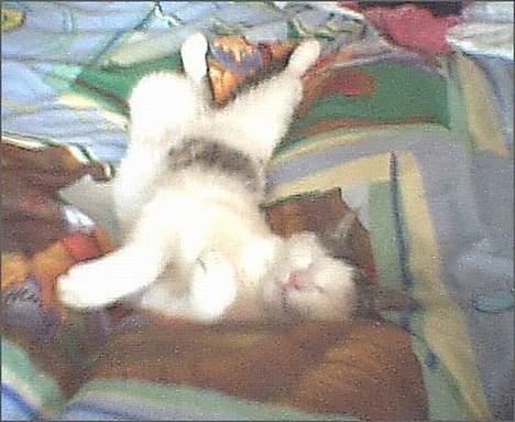 Huskat Patrol - Der er ikke noget bedre end at smide sig på en seng der lige har fået nyt sengetøj på :D  billede 4