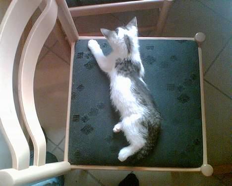 Huskat Patrol - Den gang var en lille (3mdr)  billede 5