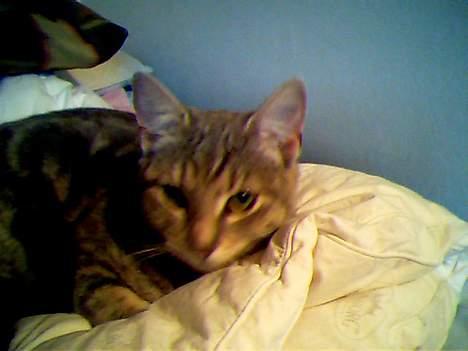 Blanding af racer Vodka billede 1