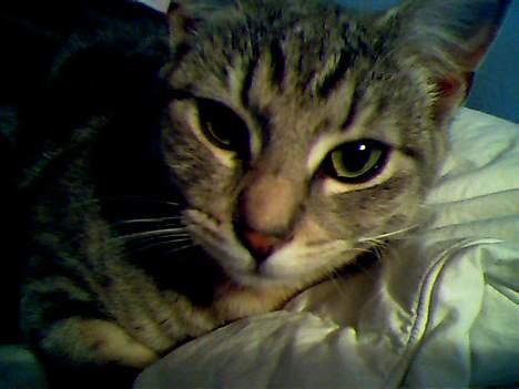 Blanding af racer Vodka billede 2