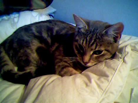 Blanding af racer Vodka billede 3