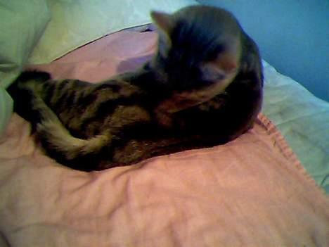 Blanding af racer Vodka - Men vi skal også være pæn og ren´ e  billede 4