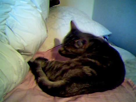 Blanding af racer Vodka billede 5