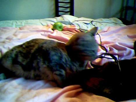 Blanding af racer Vodka - Jaah så er der lege time :D billede 6