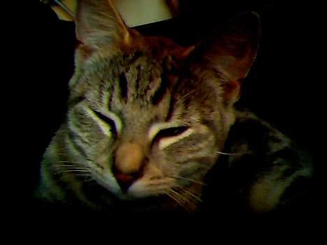 Blanding af racer Vodka billede 7