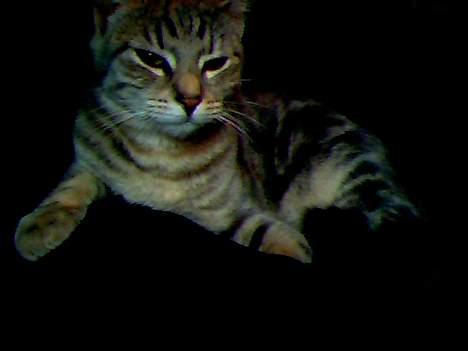 Blanding af racer Vodka billede 8