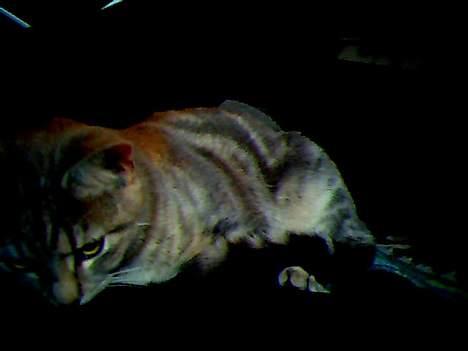 Blanding af racer Vodka billede 9