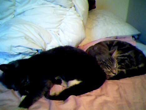 Blanding af racer Vodka - Ehm vi slapper igen af det er jo hårdt at være kat! :) billede 10