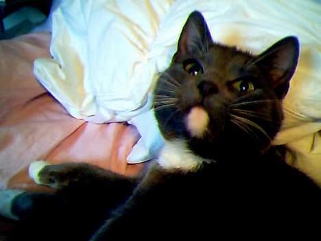 Blanding af racer Smirnoff billede 1