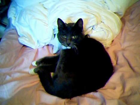 Blanding af racer Smirnoff billede 2