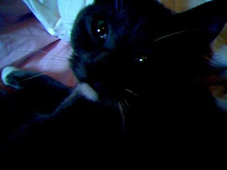 Blanding af racer Smirnoff billede 3