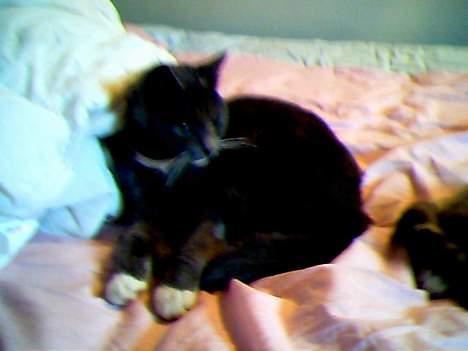 Blanding af racer Smirnoff billede 4