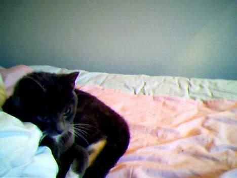 Blanding af racer Smirnoff billede 5