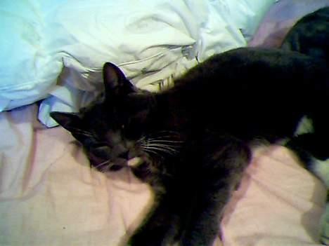 Blanding af racer Smirnoff billede 7