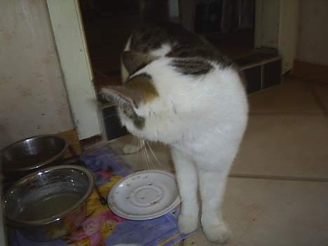 Huskat Patrol - HOW ! Der er sørme mad :P billede 6