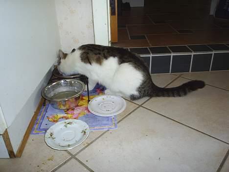 Huskat Patrol - Der er ikk noget bedre end at sove mæt billede 7