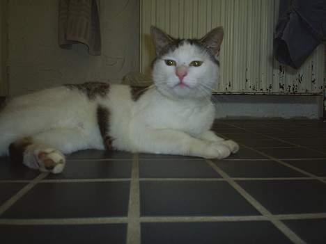 Huskat Patrol - Her nyder jeg gulvvarmen billede 8