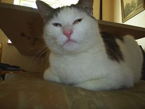 Huskat Patrol - så er der billede tid igen billede 9