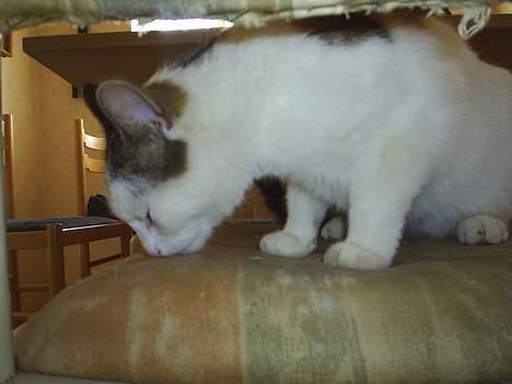 Huskat Patrol - snif snif - missemor har lagt her billede 10