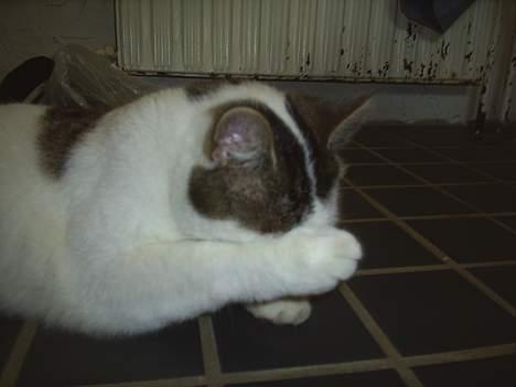 Huskat Patrol - Ikk tag flere billeder mor :D billede 11