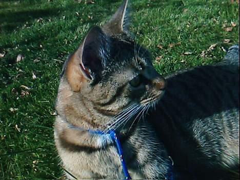 Huskat Miv  - her er hans smukke hoved i sollyset<"3 xD billede 1