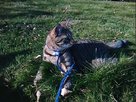 Huskat Miv  - uuhhhh jeg fik et chok det var bare mathias :) :) :) :) billede 2