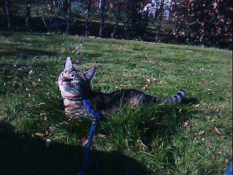 Huskat Miv  - den dejlige sol ,,,, så får jeg noget farve på min krop ;-b billede 3