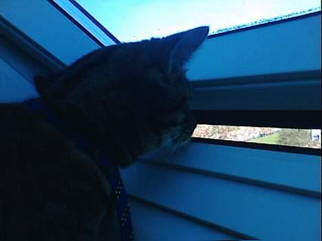 Huskat Miv  - lille miv sidder og kigger ud af vinduet<"3 billede 4