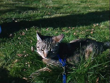 Huskat Miv  - hejza helena jeg vil ikke hjem nu! billede 5