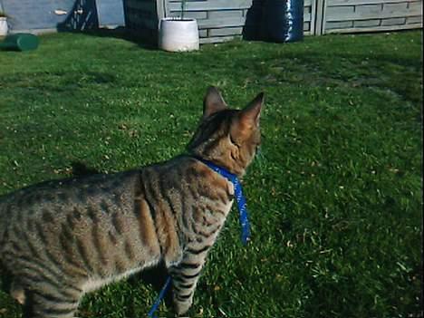 Huskat Miv  - jeg vil hjem nu!!!!!!!!!!!!!!!!!!!!!!! billede 6