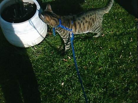 Huskat Miv  - vent lige helena jeg skal lige lugte: ja ja miv <"3 billede 7