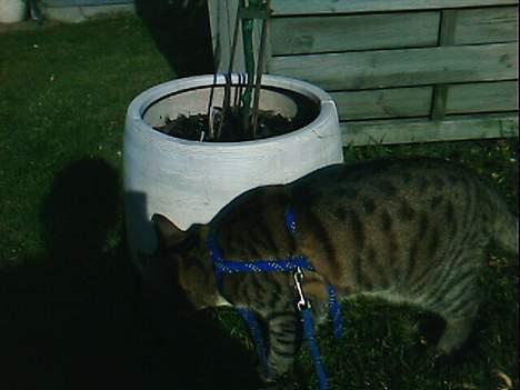 Huskat Miv  - hvad er det er det din skykke helena ?????? billede 8